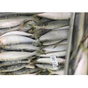 BQF Fresh Frozen Sardines