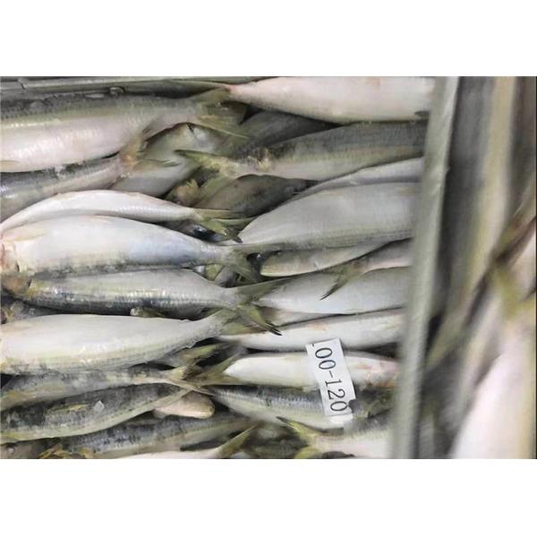 Quality BQF Fresh Frozen Sardines wholesale
