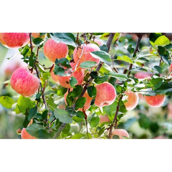 Highly Water Soluble Calcium Nitrate Fertilizer To Improve Plant Growth