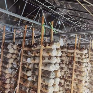 Double Layer Single Span Greenhouse Black Mesh Mushroom Cultivation In
