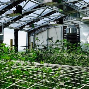 Agricultural Single-span Black Out Greenhouse Automated Light Dep Deprivation