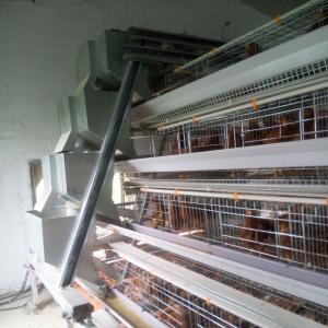 China 120 Birds Chicken Farm Poultry Cage With Egg Collecting System on sale