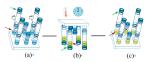 Solid Phase BAPNA Method Sperm Function Test Kit For Spermatozoa Acrosin