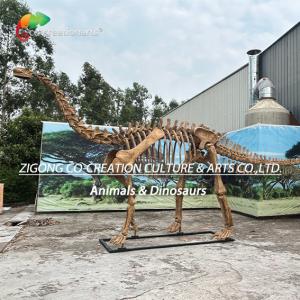 Authentic Personalized Dinosaur Skeleton Model For Outdoor Decoration Shunosauru