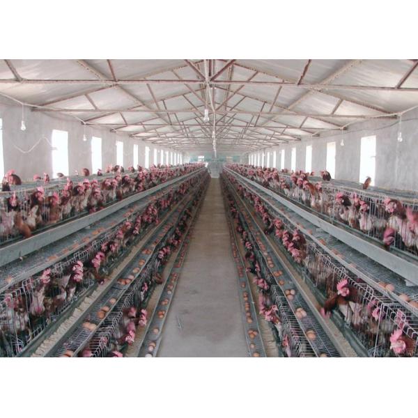 Quality Smooth Surface Livestock Farming Equipment For Automated Egg Collection wholesale