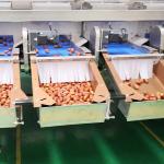 Uniform Quality Assurance 2.0 Tons Per Hour 8-Lane Palm Dates Sorting Machine