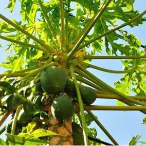 High Simulation Real Touch 270Cm Plant Papaya Tree Fire Resistance