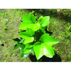 Cheap best quality chinese ivy extract --Hedera nepalensis K,Koch var.sinensis for sale