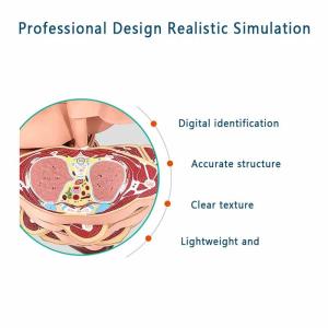 Medical Training Teaching human Anatomical Skeleton Model Bone Structure