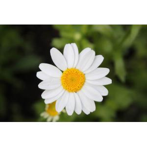 feverfew herb extract /high quality feverfew extracts / 100% natural feverfew