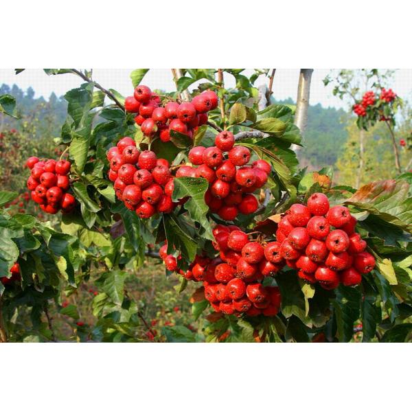 Chinese new harvest Hawthorn Fruit Extract,Hawthorn Extract,Hawthorn Berry