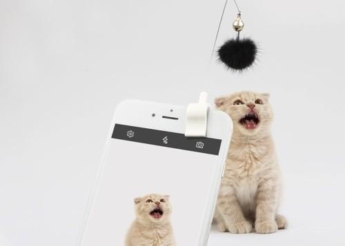 Compact Interactive Cat Toys Attachments Phone For Photo Taking