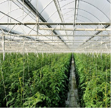Hydroponic Glass / Pc Sheet Greenhouse With Tomato Growing System Large