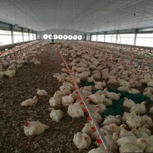 Cheap Construction Steel Structure Building Poultry Farm Chicken House