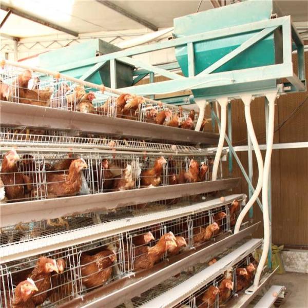 Quality High Density Poultry Feeding Equipment , Broiler Automatic Feeder Energy Saving wholesale