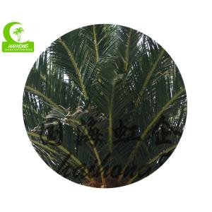800cm Artificial Tropical Tree
