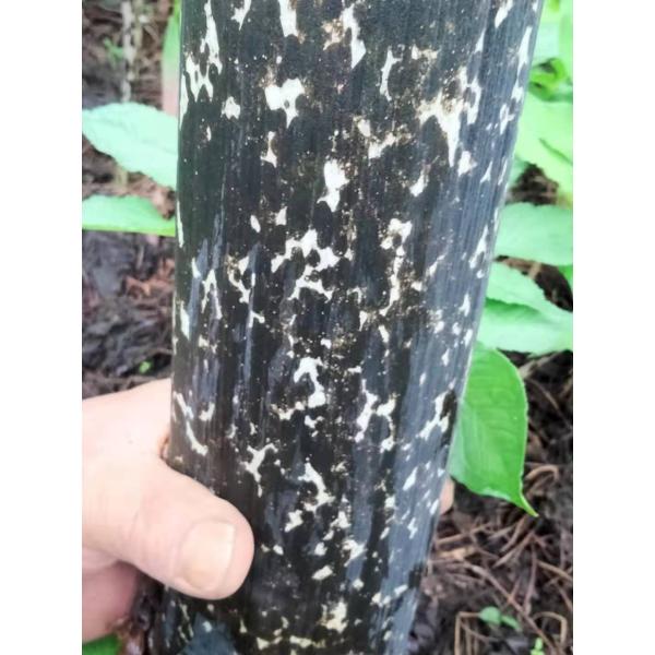 Stomach satiety Konjac Glucomannan Powder for Optimal Caloric Support Dietary supplement