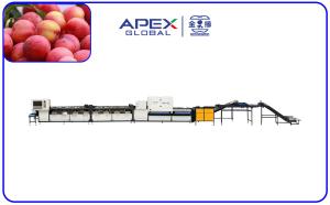 Cheap PLC Control Automatic Plum Fruit Sorting Machine With 99.9% Accuracy for sale