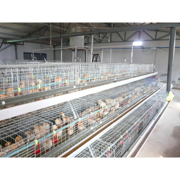 200 Chickens A Type Baby Chick Cage Include Automatic Drinking System
