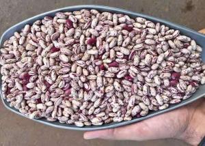China Light Speckled Dried Kidney Bean To Yemen dried Pinto Beans on sale