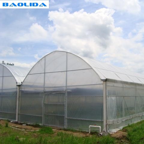Quality Grape Multi Span Greenhouse With Grape Trellising System To Malaysia wholesale