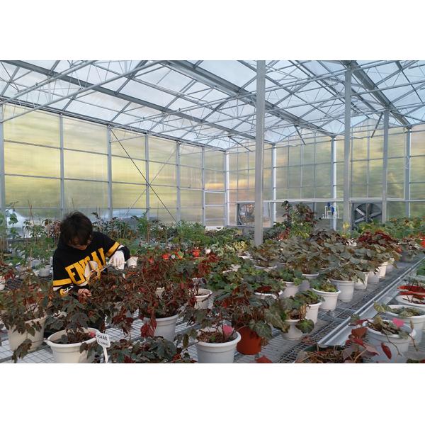 Quality Polycarbonate Greenhouse Sheet with Customized Length and 9.6 Meter Tunnel Width wholesale