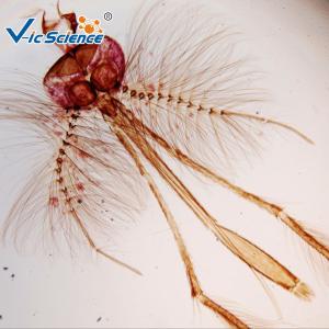 Medical Lab Stage Microscope Slide Female Mosquito Mouth Parts