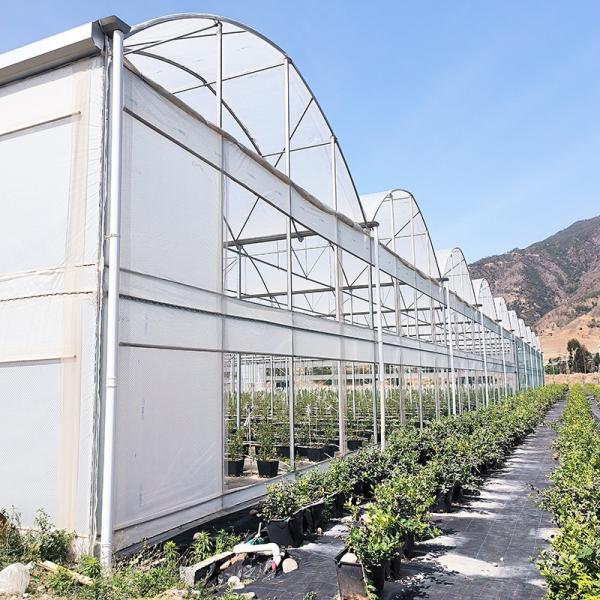 Quality Poly Tunnel Greenhouse for Vegetables Stable Structure Easily Assembled wholesale