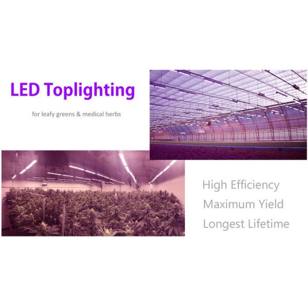 Greenhouse LED Grow Lights widening reflectors Greenhouse Supplemental Lighting 2