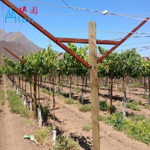 Durable Y Shaped Open Gable Trellis System For Orchard Plantation Easy To