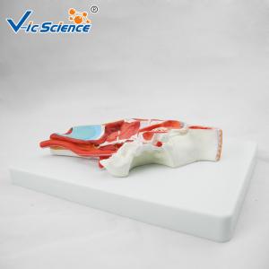 Artificial Human Anatomical Model Vertical Teaching Head Model VIC-324