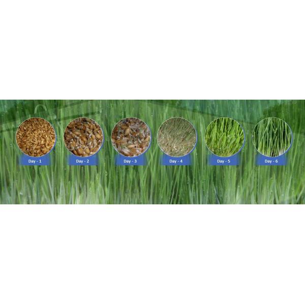 Grass Hydroponic Fodder Machine Livestock Big Farm Fodder Growing Systems