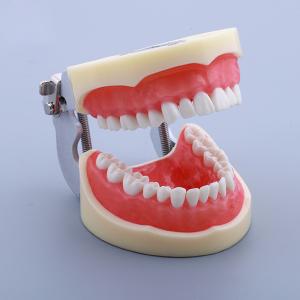 Waxless Medical Simulation Pvc Anatomical Human Tooth Model