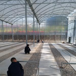 Single Layer Greenhouse Hydroponics System Wrought Iron Greenhouse With Film