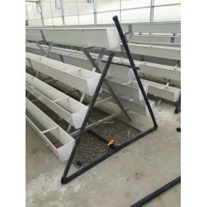 Complete Large Strawberry Hydroponic Greenhouse Multifunctional Agriculture