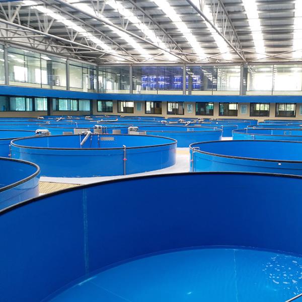 Quality Temperature Controllable High Density Recirculated Aquaculture System RAS Farming System wholesale