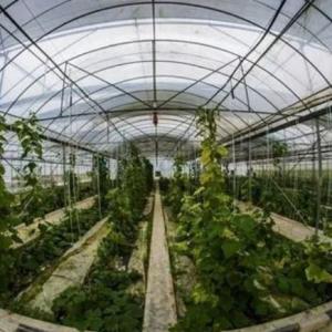 China 1209.00cm * 235.00cm * 239.00cm Customizable Film Greenhouse for Vegetable Farming on sale