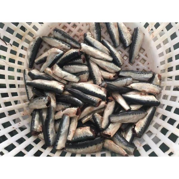 Natural Glaze HGT Fresh Frozen Sardines For Canning