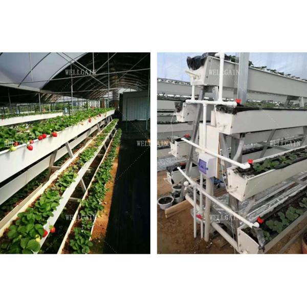 Soilless Cultivation Planting Trough A Shape Substrate Culture For Strawberry greenhouse