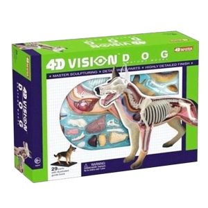 Educational Master 18cm 4d Anatomy Model 19 Parts