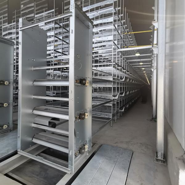 Quality 1.25m Hens Poultry Manure Removal System 3-8tiers Automated wholesale