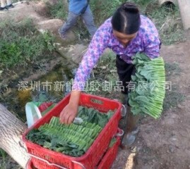 Nest & Stack Plastic vented crates&All Rounder Crate&vegetables vented