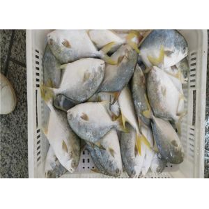 6 Fatty Acids A Grade 400G-500G Frozen Golden Pomfret