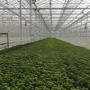 Greenhouse Hydroponics System with Customization and 100.000kg Package Gross