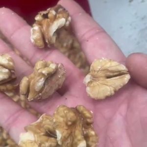 Walnut Kernel Sorting Machine AI-Powered Industrial-Grade Stability Real-Time