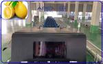 380V / 50Hz Automatic Lemon Sorting Machine With PLC Control System