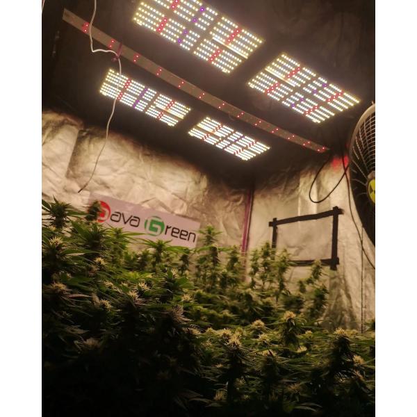 Samsung LM301H LED Grow Light Full Spectrum 240W 5000K CE ROHS Ceritification