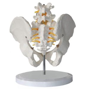 Medical Teaching Pvc Pelvis Anatomy Model With 2pcs Lumbar Vertebrae