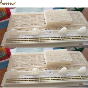 Apiculture Tools Beehive Accessories Queen Bees Storage Box And Beehive Pollen