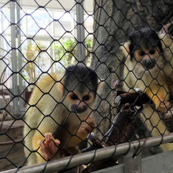 Quality Stair Railing Rhombus Mesh and Protection Animal Zoo Mesh Avaiy for Birds wholesale